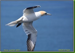 Bempton Cliffs - April