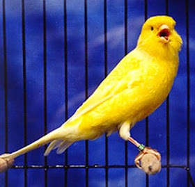 burung kenari, canary