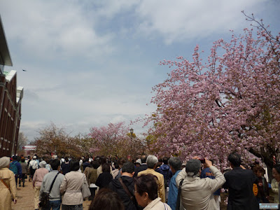 造幣局桜の通り抜け