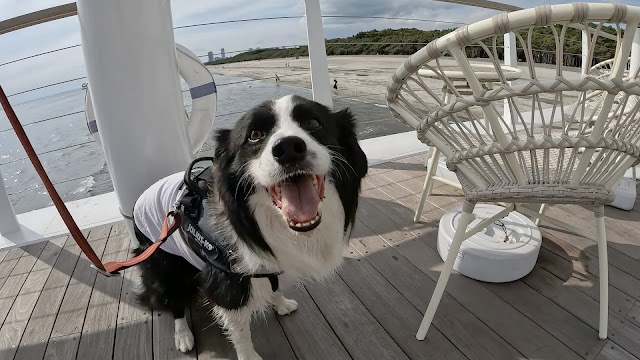 保護犬 ボーダーコリー トーマ 稲毛海浜公園 SUNSET BEACH PARK INAGE
