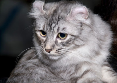 Asal Usul Kucing American Curl