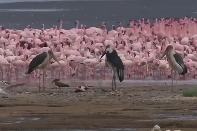 lake nakuru national park flamingoes