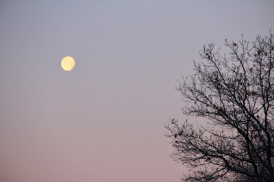 Winter sky with moon and bare branches