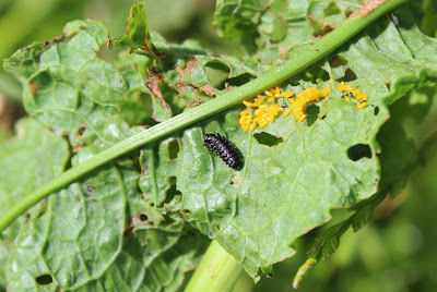 Groen Zuringhaantje - - Gastrophysa viridula