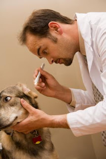 Dog Ear Infection Types, Causes and Home Remedy Treatments