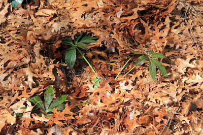 Spring's green sprouts pushing up through oak leaves