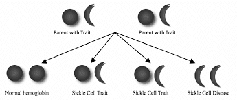 Nextranalysiscope : Reading From Different Scripts { rd : Tabula Rasa } : Human Evolution, Human-Evolutionary-History, Species, Sub-Species / Morphological Sub-Types vis-à-vis  'The 3rd-Sex' 