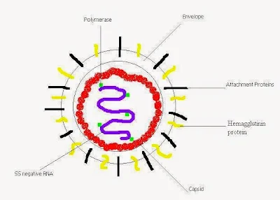 Cấu trúc phân tử của Canine distemper virus.