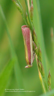 Oncocera semirubella DSC111479