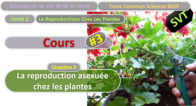 Télécharger | Cours | Tronc commun  Sciences  > La reproduction asexuée chez les plantes  (TCS Biof)  SVT  #3