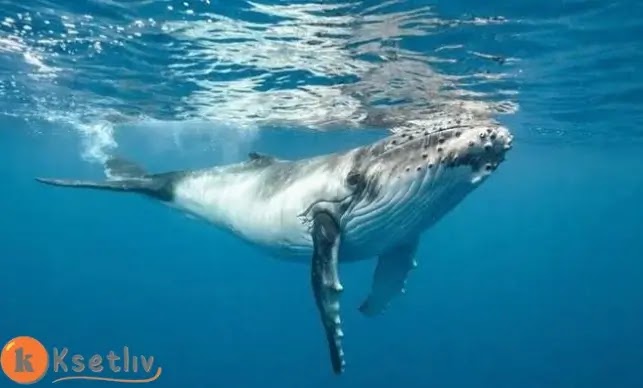 What are the types of whales?