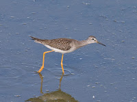 Lesser Yellowlegs