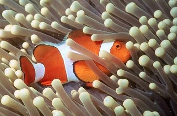 Anemonefish Images (Beautiful)