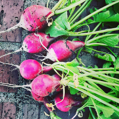 Garden Radishes