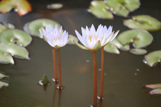 Water lily flower images