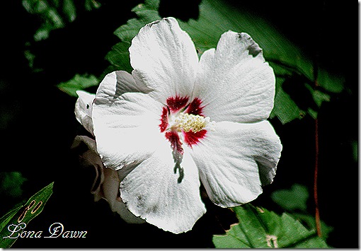Rose_Of_Sharon_White