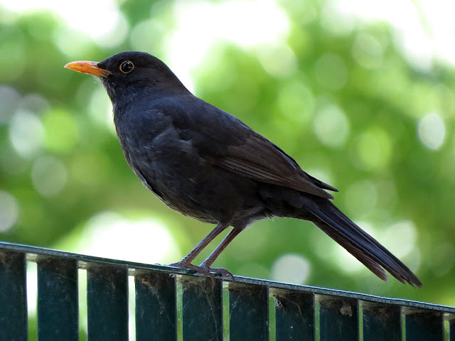 Blackbird in Piazza della Vittoria, Livorno