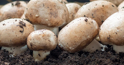 Mushroom cultivation training in Gujarat