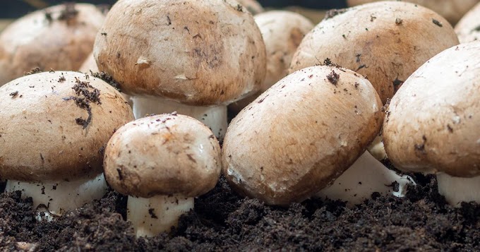 Mushroom cultivation training in Gujarat | Mushroom farming training in India | Mushroom training | Mushroom fungi school