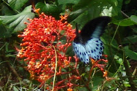 butterfly safari at Thenmala, Kerala