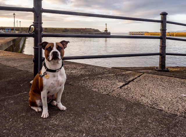 Photo of Ruby waiting for me to take photos across Maryport Basin