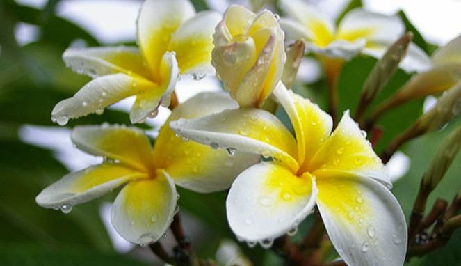 Frangipani Flower Benefits as Antibiotic  Health Benefits 