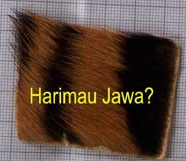 Pembuktian Harimau Punah Gagal