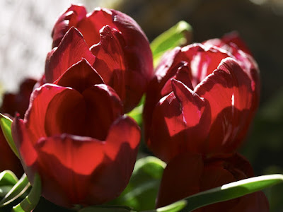 fotografias de tulipanes rojos