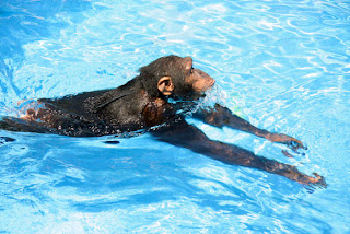 Chimpanzees, Orangutans Can Swim and Dive, Biologists Prove