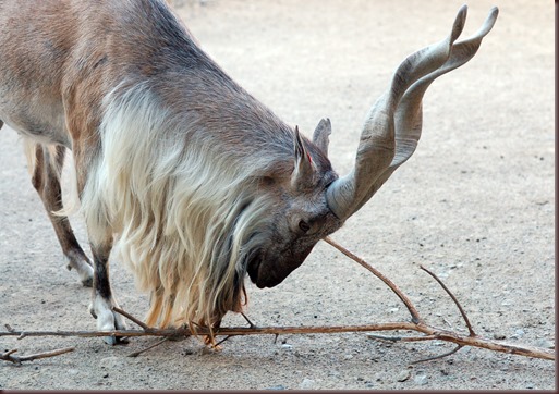 Amazing Animals Pictures Markhor (10)