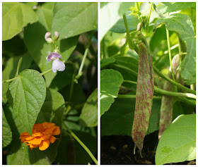 Dwarf borlotti beans- www.growourown.blogspot.com ~ an ecotherapy blog