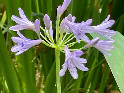 Picture of a blue flower