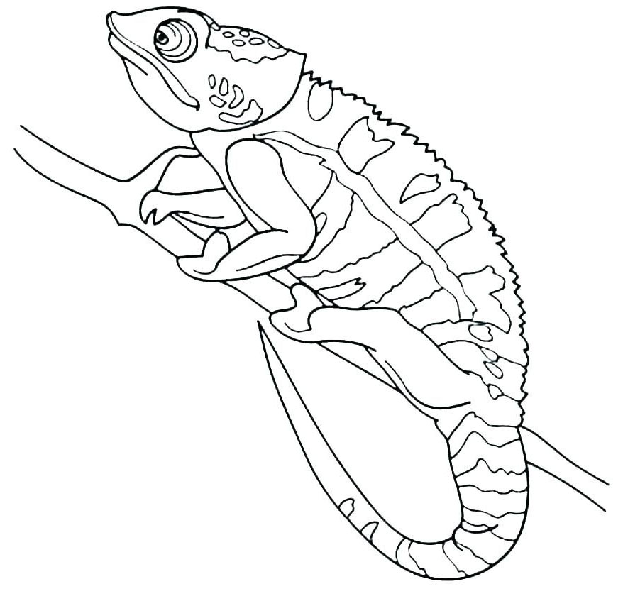 animals coloring page