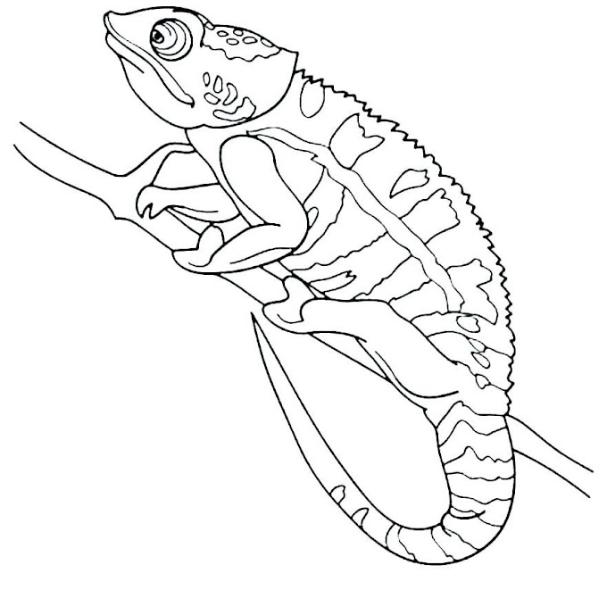 beautiful animals coloring page part 10