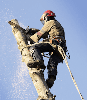 Tree lopping Algester