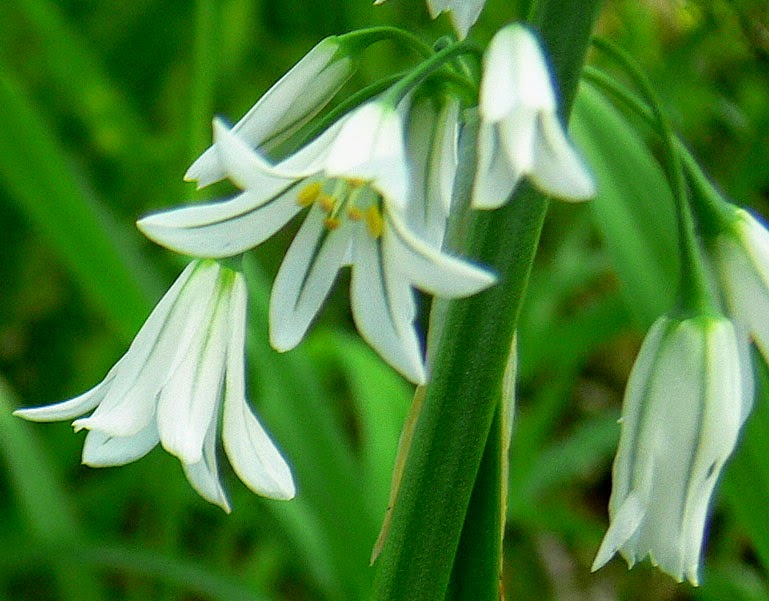 Fleur aïl triquètre