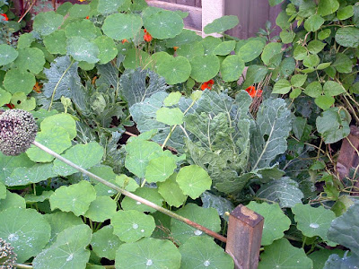 Photo of two cabbage plants completely surrounded by a sea of nasturtiums