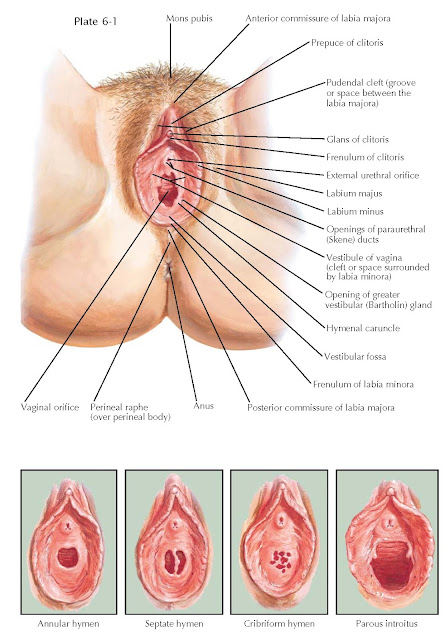 EXTERNAL GENITALIA