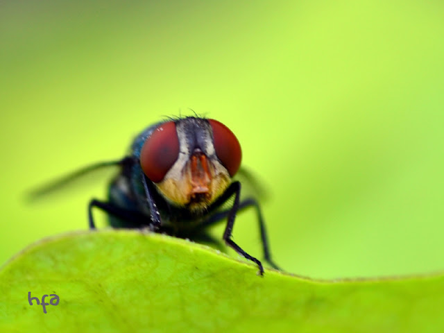 lalat rumah, si mata merah