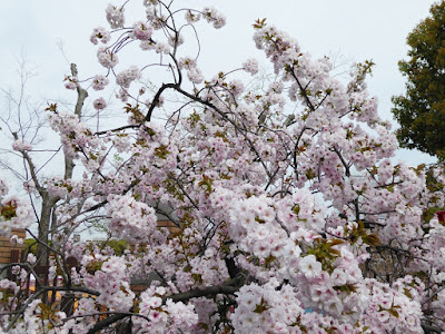 大阪造幣局 桜の通り抜け