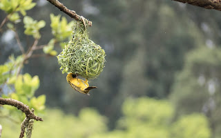 Male Baya making nest