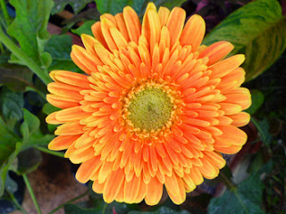 Gerbera jamesonii