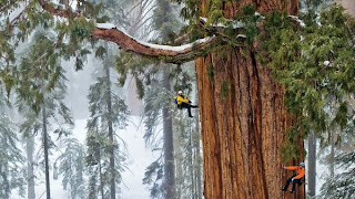 Pohon terbesar di dunia, The Biggest Tree in The World