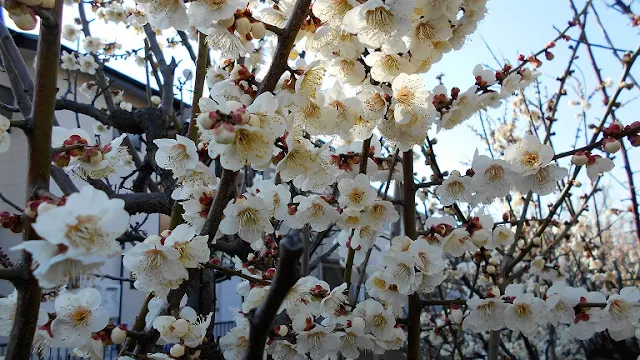 咲き誇った白い梅の花
