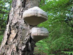 Polypore bracket fungus on standing deadwood silver birch, Hayes Common, 12 May 2011.