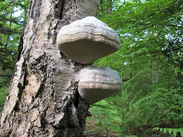 Polypore bracket fungus on standing deadwood silver birch, Hayes Common, 12 May 2011.