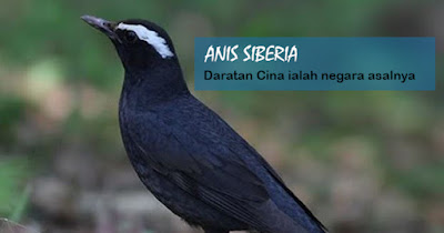 Jneis Burung