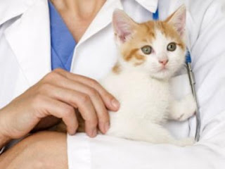 cat, kitten, cats, kittens, kitten vaccinations