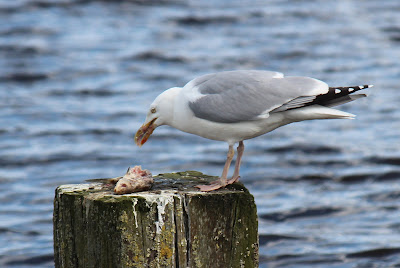 Sulvermiuw - Zilvermeeuw - Larus argentatus