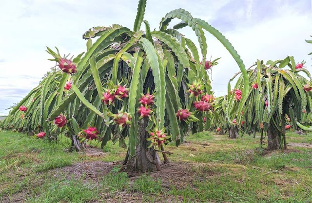 ড্রাগন ফলের জাত ও চাষ পদ্ধতি